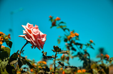 Blossoms of Radiance: A Kaleidoscope of Colorful Petals