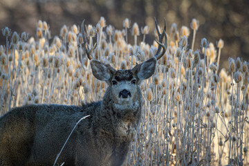 mule deer buck standing in a field of teasel - obrazy, fototapety, plakaty
