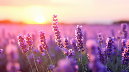 Fototapeta premium Wide field of lavender in summer sunset, panorama blur background. Autumn or summer lavender background. Shallow depth of field.