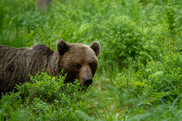 A lone wild brown bear also known as a grizzly bear (Ursus arctos) in an Estonia forest, Scene...