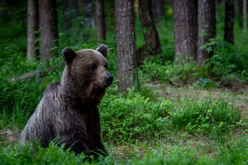 Fototapeta premium A lone wild brown bear also known as a grizzly bear (Ursus arctos) in an Estonia forest, Scene shows the young lone bear exploring the forest floor