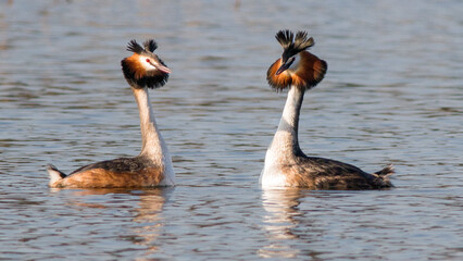 ducks in the water