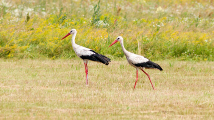 white stork ciconia