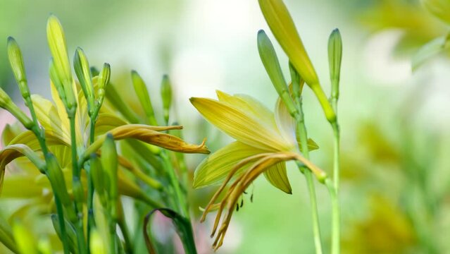 beautiflul yellow lily in the garden with insect flying, slow motion natural background The famous gardens of Butchert on Victoria Island. Canada. The Butchart Gardens