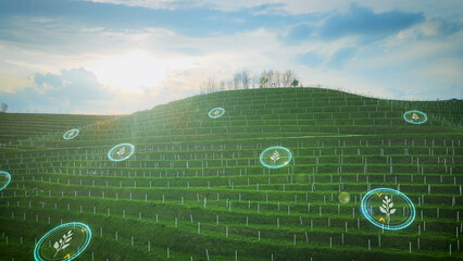 Smart Digital Agricultural Technology Collecting Data On Terraced Vineyard Crops