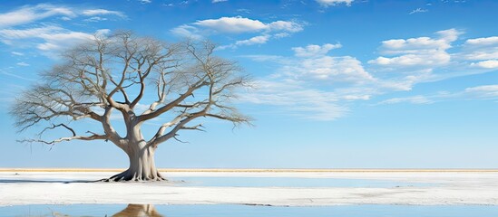 Baobab Adansonia digitata Kubu Island White Sea of Salt Lekhubu Makgadikgadi Pans National Park Botswana Africa. Copy space image. Place for adding text or design - obrazy, fototapety, plakaty