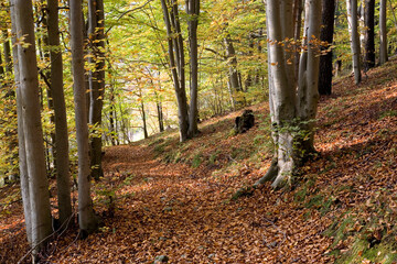 Buchenwald im Herbst - braune Buchblätter am Boden