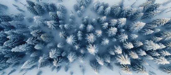 Beautiful forest in the winter Aerial view of the pine forest in the winter Top view to the forest Dramatic look of a winter forest Winter season. Copy space image. Place for adding text or design