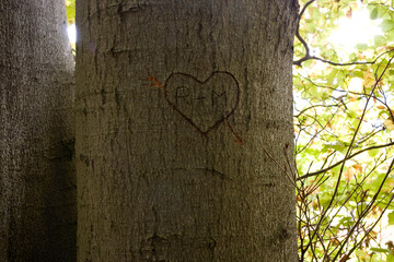 Herz im Baumstamm mit Initialien R+M - romantische Geste
