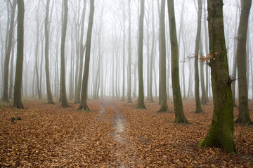 Laubbäume im Wald bei Nebel