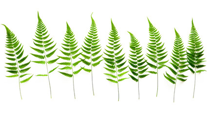 Fern Photo Overlays, shooting through branches, tree, green, forest, Photoshop Overlays