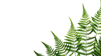 Fern Photo Overlays, shooting through branches, tree, green, forest, Photoshop Overlays