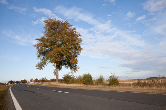 Buche - Buchenbaum - Baum an der Landstra&szlig;e - Herbstf&auml;rbung
