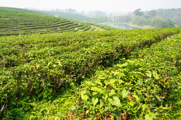 Fototapeta na wymiar Beautiful Tea Plantation,in a major area of production,Mae Chan District,Chiang Rai Province,northern Thailand.