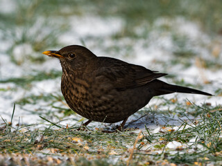 blackbird