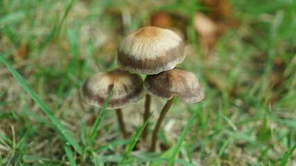 Brown mushrooms growing on the grass - Powered by Adobe