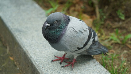 A sleeping older pigeon in an outdoor park