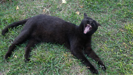 Black wild cat lying in the grass and yawning