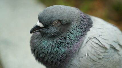 A pigeon blind in one eye
