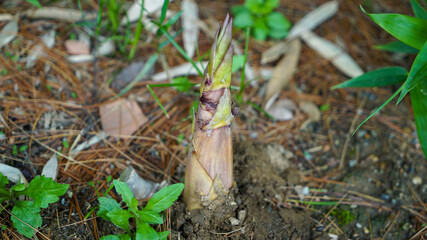 Bamboo shoots growing on the floor of a bamboo forest