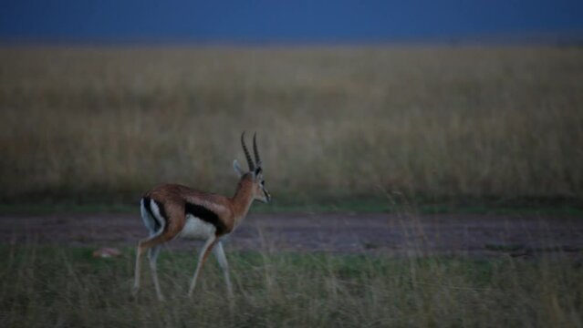 Young thomson gazelle walking in grass at dusk