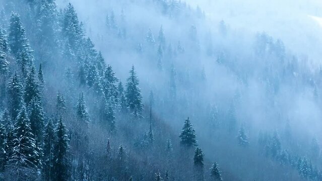 Foggy forest while snowing, drone video, Winter Mountains, Vail Colorado, 4K