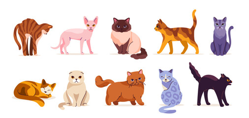 Fototapeta premium Set of cute cats. Domestic animals of different breeds. Egyptian and fold kitten. Sitting, lying and walking pets with colorful wool. Cartoon flat vector collection isolated on white background