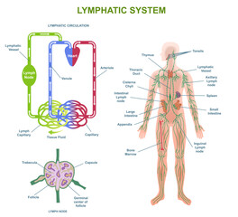 Human Lymphatic System Anatomy. Medical diagram or infographic with lymphatic vessels and nodes in body. Circulation of lymphatic fluid. Cartoon flat vector illustration isolated on white background - obrazy, fototapety, plakaty