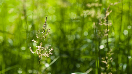 Fototapeta na wymiar green summer background, photo shows meadow flowers and green grass