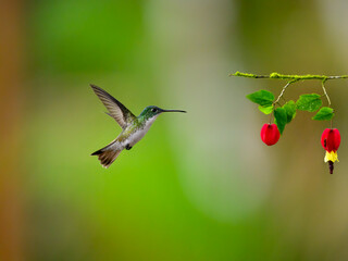 Fototapeta premium Andean Emerald Hummingbird in flight collecting nectar from beautiful red flower on green background