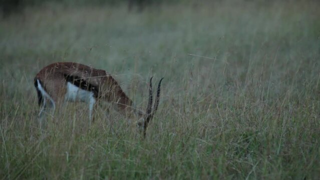 Thomson Gazelle Eating In Kenya Field - Medium Shot At Dusk