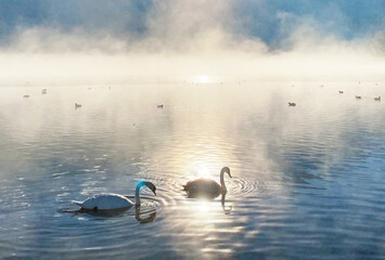 水面に陽の光が反射し輝く白鳥、冬の霧の湖