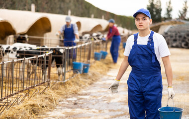 Young boy farmer giving water to calves from bucket at dairy farm