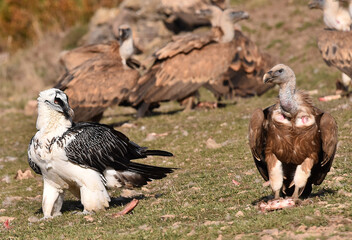 a big bearded vulture in spain