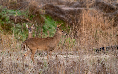 A young deer during observation.