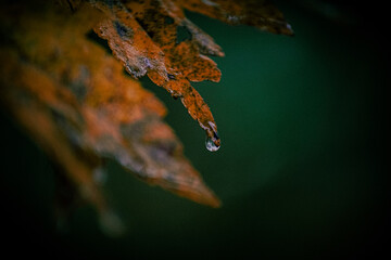 Raindrop on a leaf