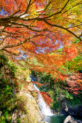 秋の見帰りの滝　佐賀県唐津市　Autumn Mikaeri Waterfall. Saga Pref, Karatsu City.