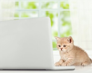 Naklejka premium Cute small kitten at laptop keyboard