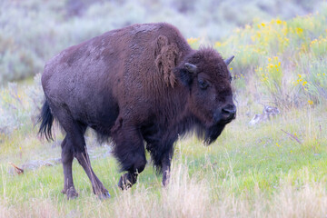 Male Bison, seen in the wild in Wyoming