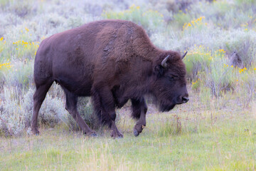 Male Bison, seen in the wild in Wyoming