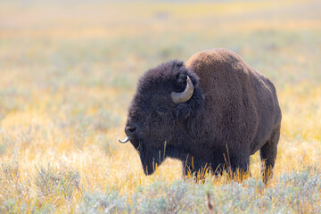 Male Bison, seen in the wild in Wyoming