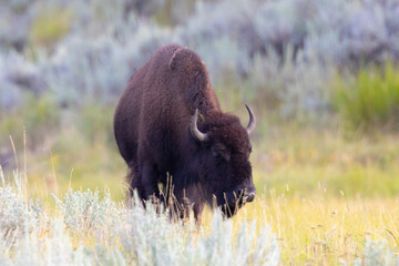 Male Bison, seen in the wild in Wyoming