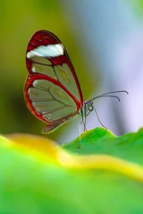 Sierkussen Closeup   beautiful  glasswing Butterfly (Greta oto) in a summer garden. © blackdiamond67