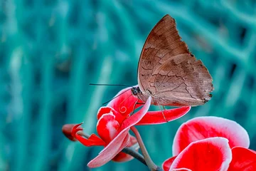 Tuinposter  Macro shots, Beautiful nature scene. Closeup beautiful butterfly sitting on the flower in a summer garden. © blackdiamond67