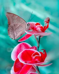 Tuinposter  Macro shots, Beautiful nature scene. Closeup beautiful butterfly sitting on the flower in a summer garden. © blackdiamond67
