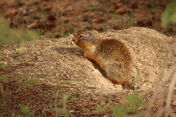 Naklejka na ściany i meble Ground Squirrel Perched on Dirt