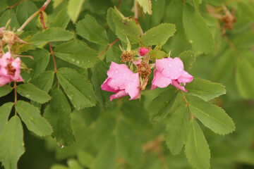 Raindrops on Wild Roses