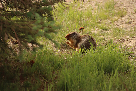 Ground Squirrel With Mouth Full