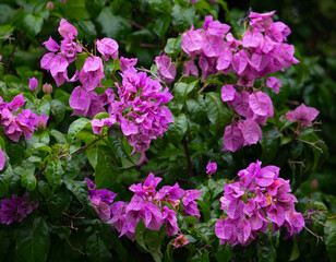 Flores