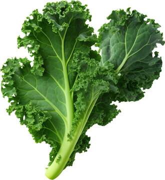 투명한 배경 위에 케일